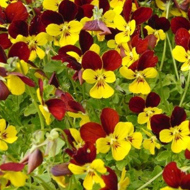 Viola Jackanapes in the GardenTags plant encyclopedia Violet Jackanapes in the GardenTags plant encyclopedia