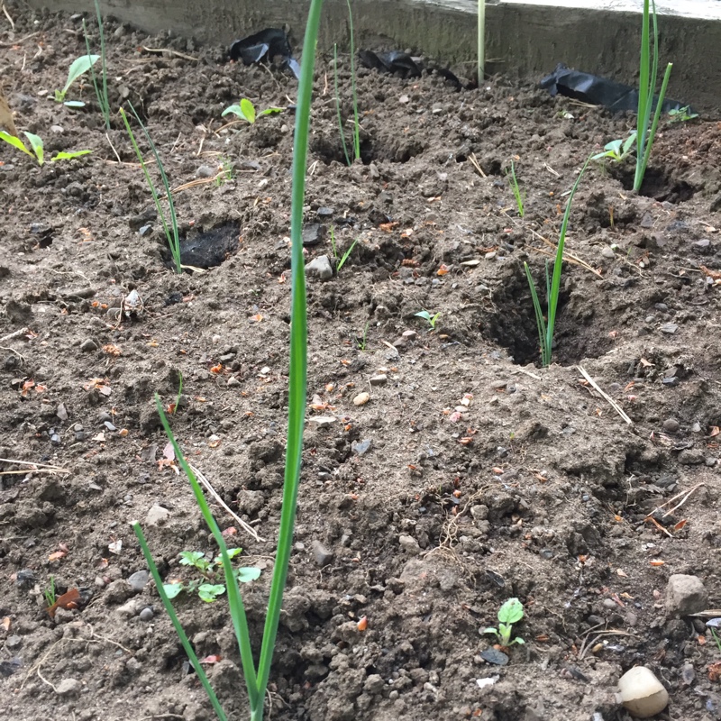 Allium porrum Longbow in the GardenTags plant encyclopedia Leek Longbow in the GardenTags plant encyclopedia