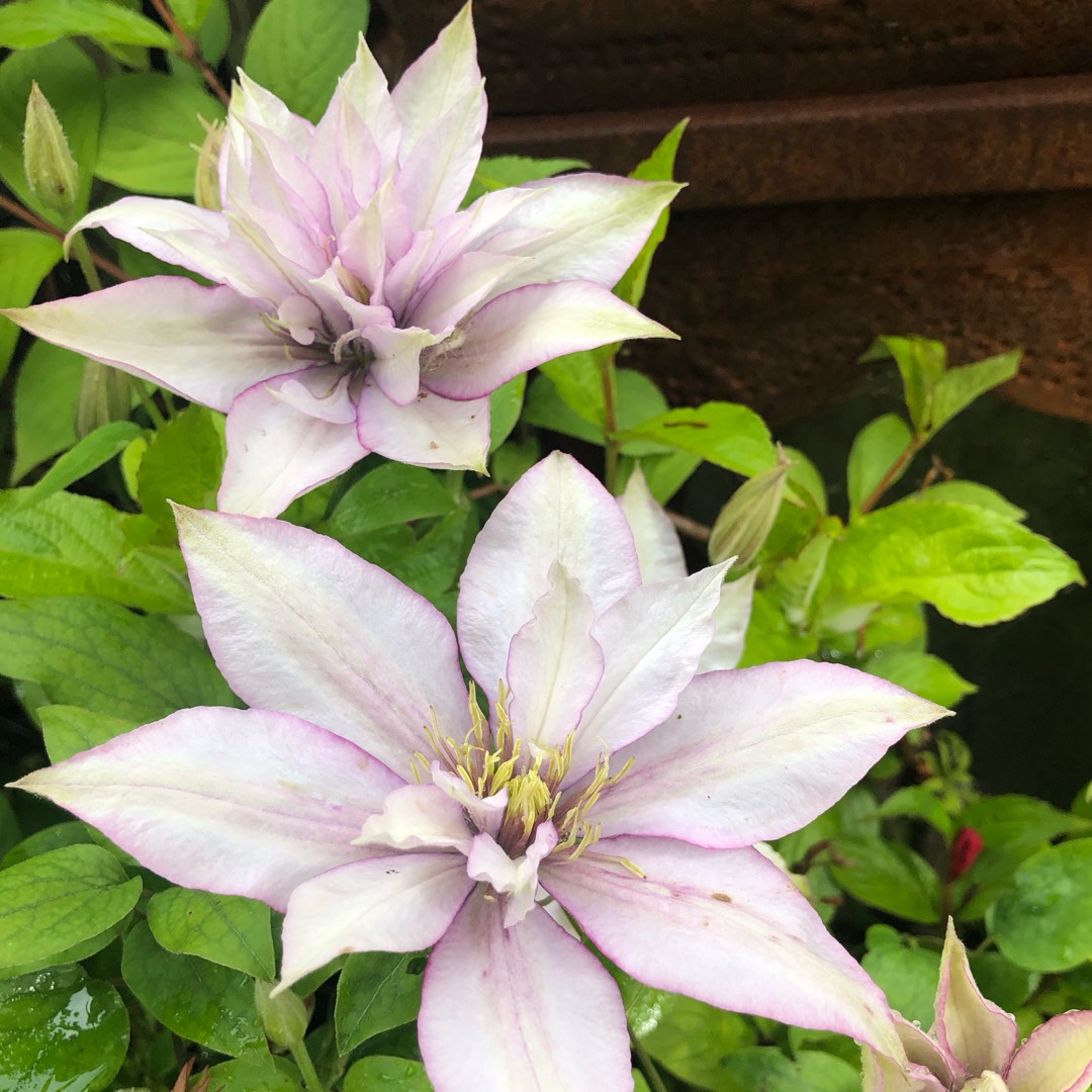 Clematis Samaritan Jo™ evipo075 in the GardenTags plant encyclopedia Clematis Samaritan Jo™ in the GardenTags plant encyclopedia