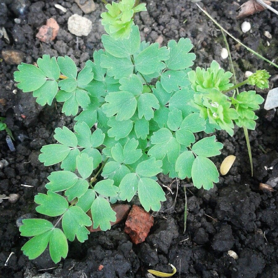 Thalictrum Minus Adiantifolium in the GardenTags plant encyclopedia Dwarf Meadow-Rue in the GardenTags plant encyclopedia