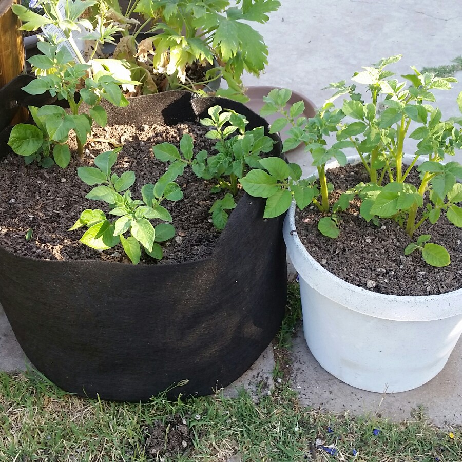 Solanum tuberosum Cherry Red in the GardenTags plant encyclopedia Potato Cherry Red in the GardenTags plant encyclopedia
