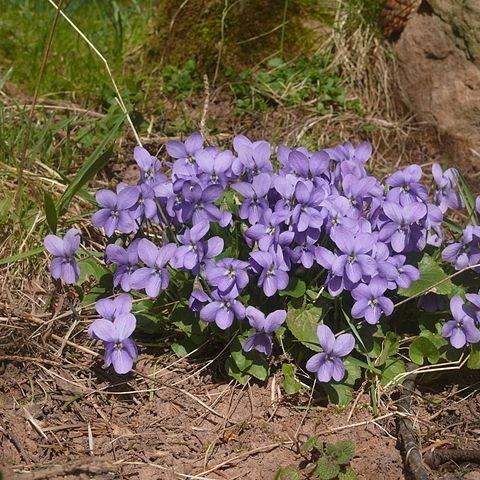 Viola odorata in the GardenTags plant encyclopedia Sweet Violet in the GardenTags plant encyclopedia