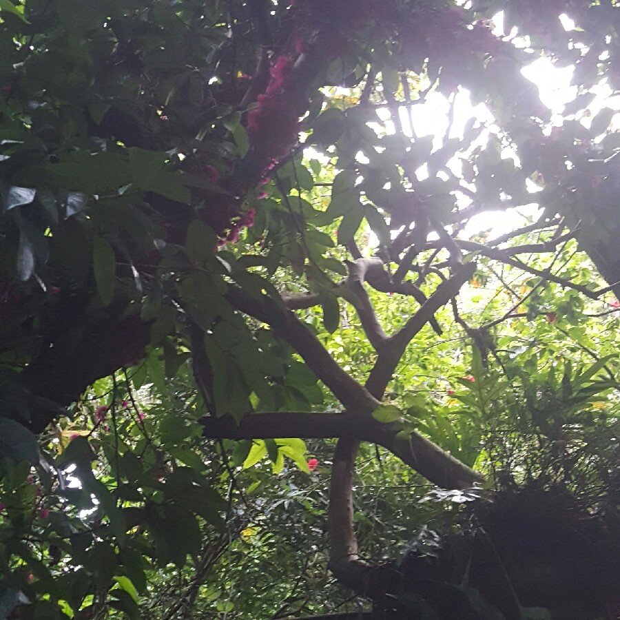 Malay Apple, or Mountain Apples In Hawaii. in the GardenTags plant encyclopedia
