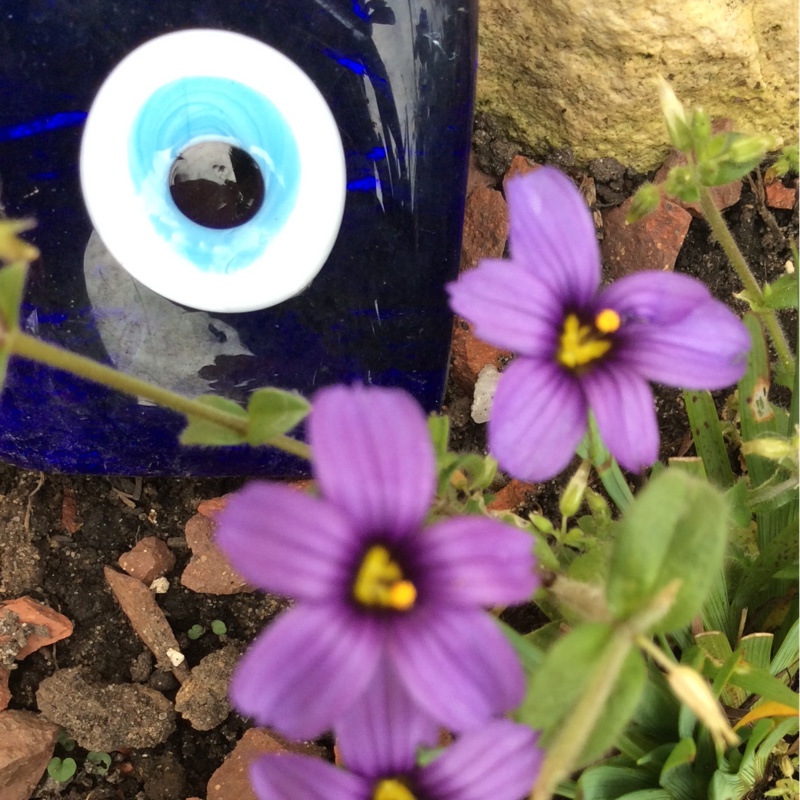 Sisyrinchium in the GardenTags plant encyclopedia Sisyrinchium in the GardenTags plant encyclopedia