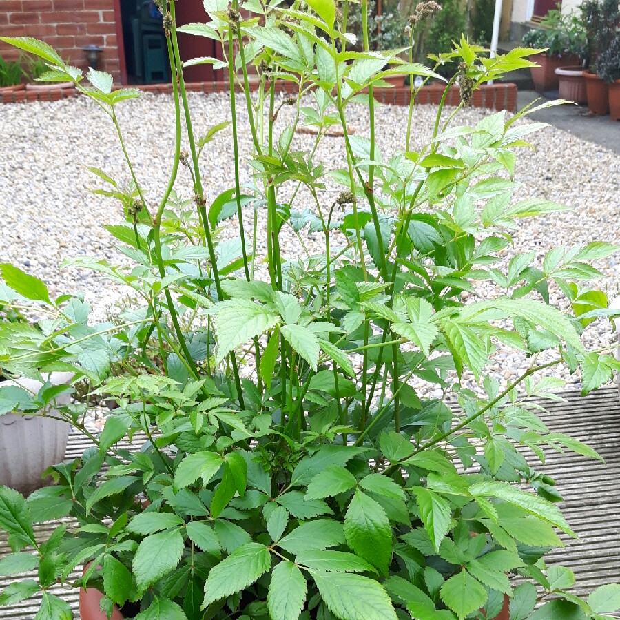 Astilbe x japonica Europa in the GardenTags plant encyclopedia False goatsbeard Europa in the GardenTags plant encyclopedia