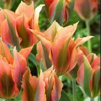 Tulipa Green River in the GardenTags plant encyclopedia Tulip Green River (Viridiflora) in the GardenTags plant encyclopedia