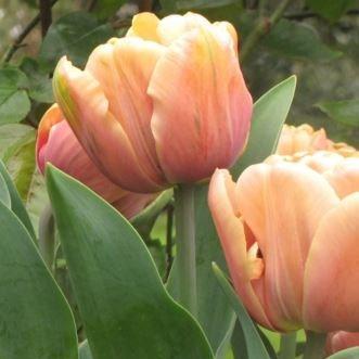 Tulipa Groenland in the GardenTags plant encyclopedia Tulip Groenland (Viridiflora) in the GardenTags plant encyclopedia