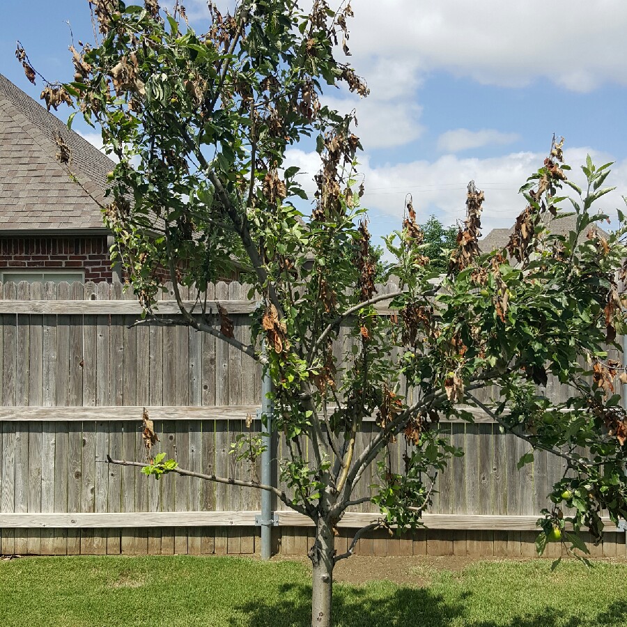 Malus domestica Jonathan in the GardenTags plant encyclopedia Apple Jonathan in the GardenTags plant encyclopedia