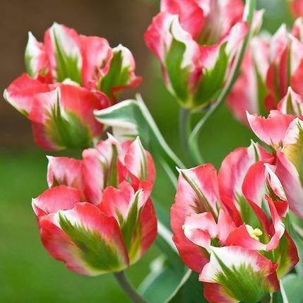 Tulipa Hollywood Star in the GardenTags plant encyclopedia Tulip Hollywood Star (Viridiflora) in the GardenTags plant encyclopedia
