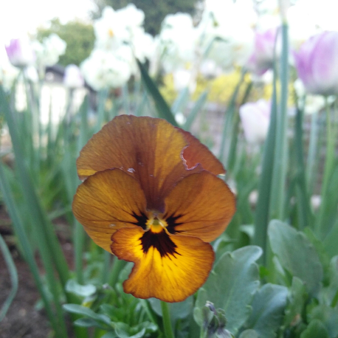 Viola Irish Molly in the GardenTags plant encyclopedia Pansy Irish Molly in the GardenTags plant encyclopedia