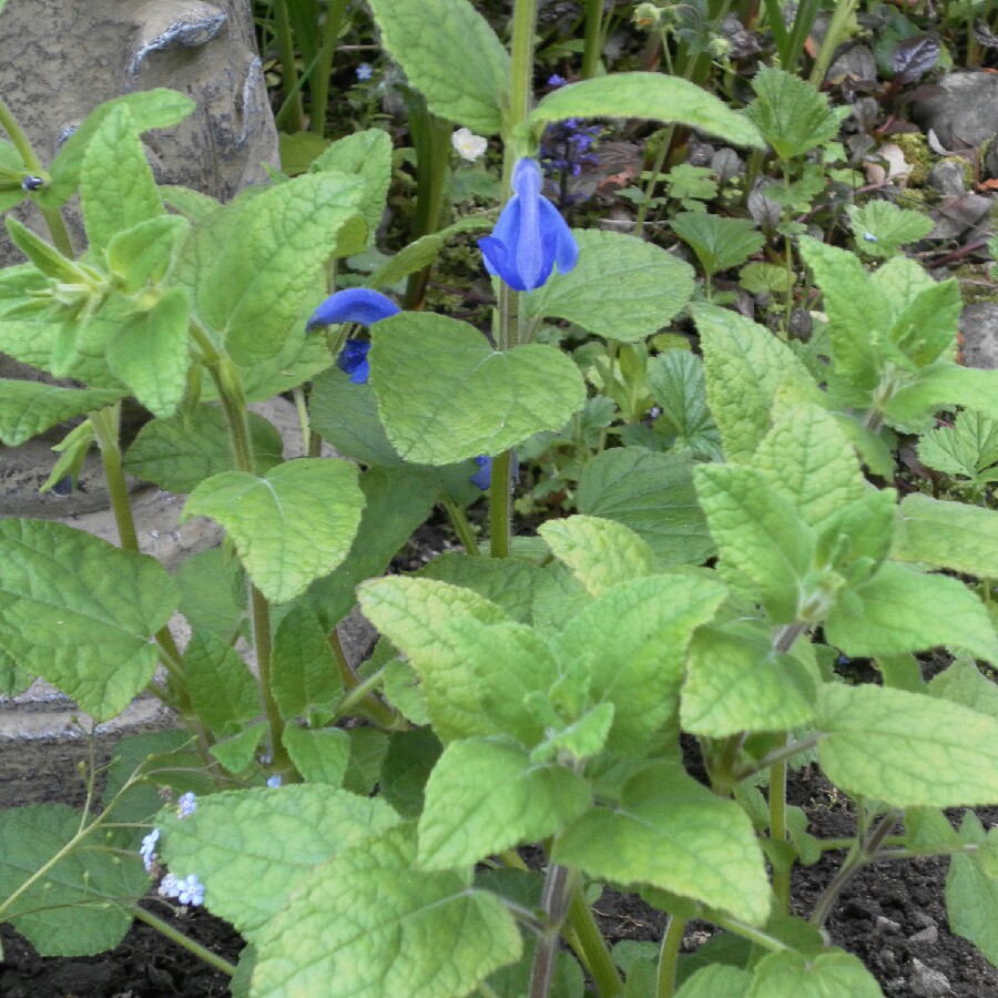 Salvia patens Oceana Blue in the GardenTags plant encyclopedia Salvia Oceana Blue in the GardenTags plant encyclopedia