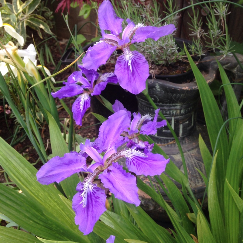 Iris tectorum in the GardenTags plant encyclopedia Japanese Roof Iris in the GardenTags plant encyclopedia