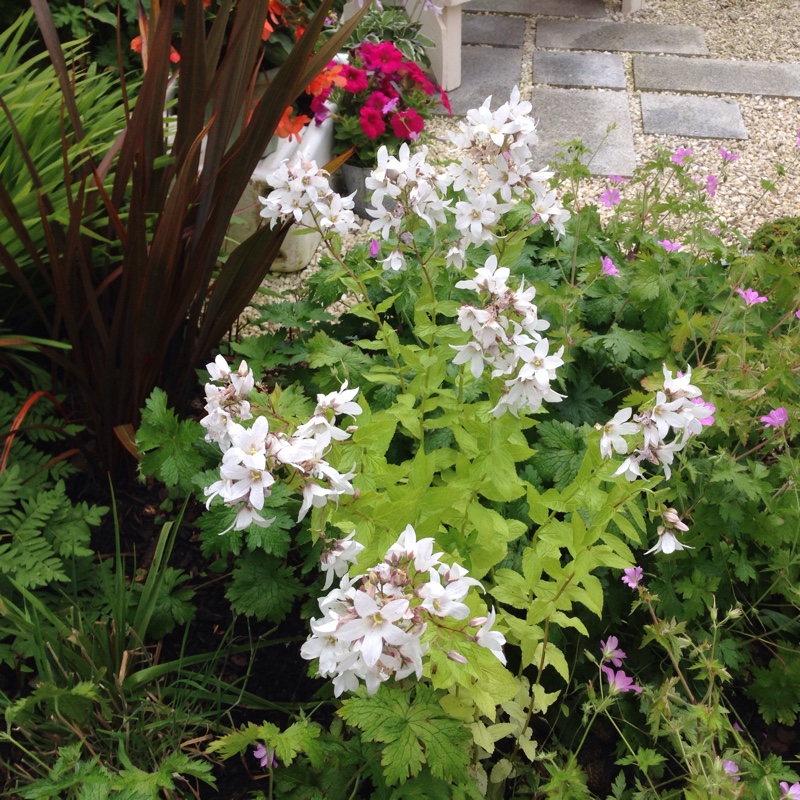 Campanula lactiflora Alba in the GardenTags plant encyclopedia Milky Bellflower in the GardenTags plant encyclopedia