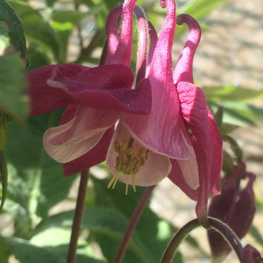 Aquilegia Crimson Star in the GardenTags plant encyclopedia ColumbineCrimson Star in the GardenTags plant encyclopedia