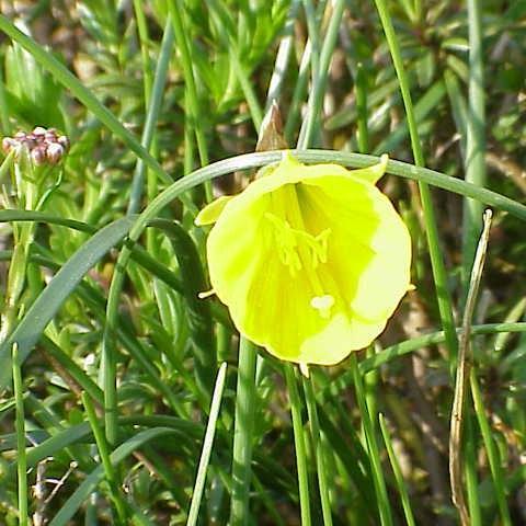 Narcissus bulbocodium Golden Bells Group syn. Narcissus bulbocodium Golden Bells, Narcissus Golden Bells, Narcissus Silvania in the GardenTags plant encyclopedia Daffodil Golden Bells Group (Bulbocodium) in the GardenTags plant encyclopedia