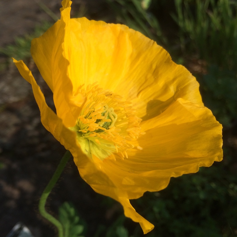 Icelandic Poppy Gartenzwerg Group in the GardenTags plant encyclopedia