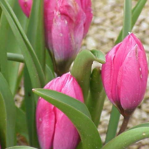 Tulipa humilis in the GardenTags plant encyclopedia Tulip (Species) Low-growing Tulip in the GardenTags plant encyclopedia