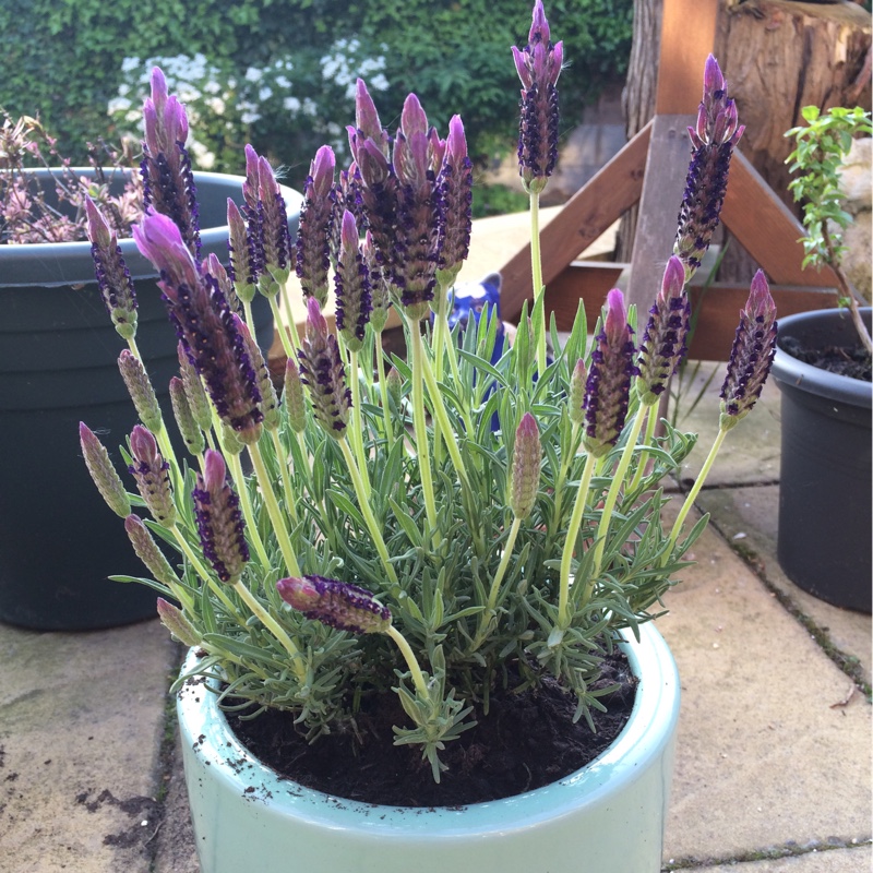 Lavandula pedunculata subsp. lusitanica Lusi Purple in the GardenTags plant encyclopedia French LavenderLusi Purple in the GardenTags plant encyclopedia