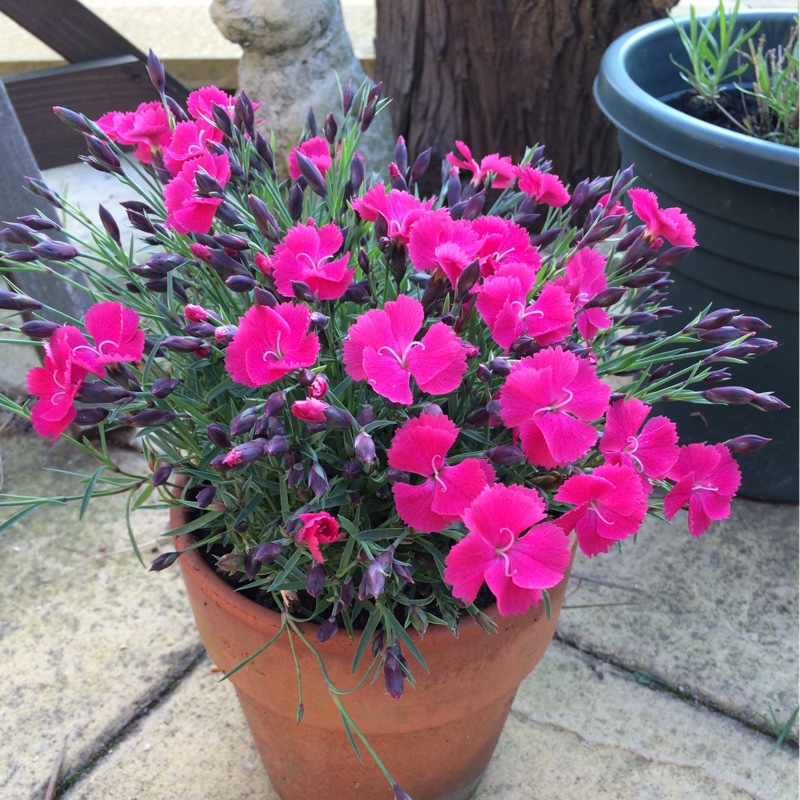Dianthus dianturi Twinkle in the GardenTags plant encyclopedia Pink Twinkle in the GardenTags plant encyclopedia