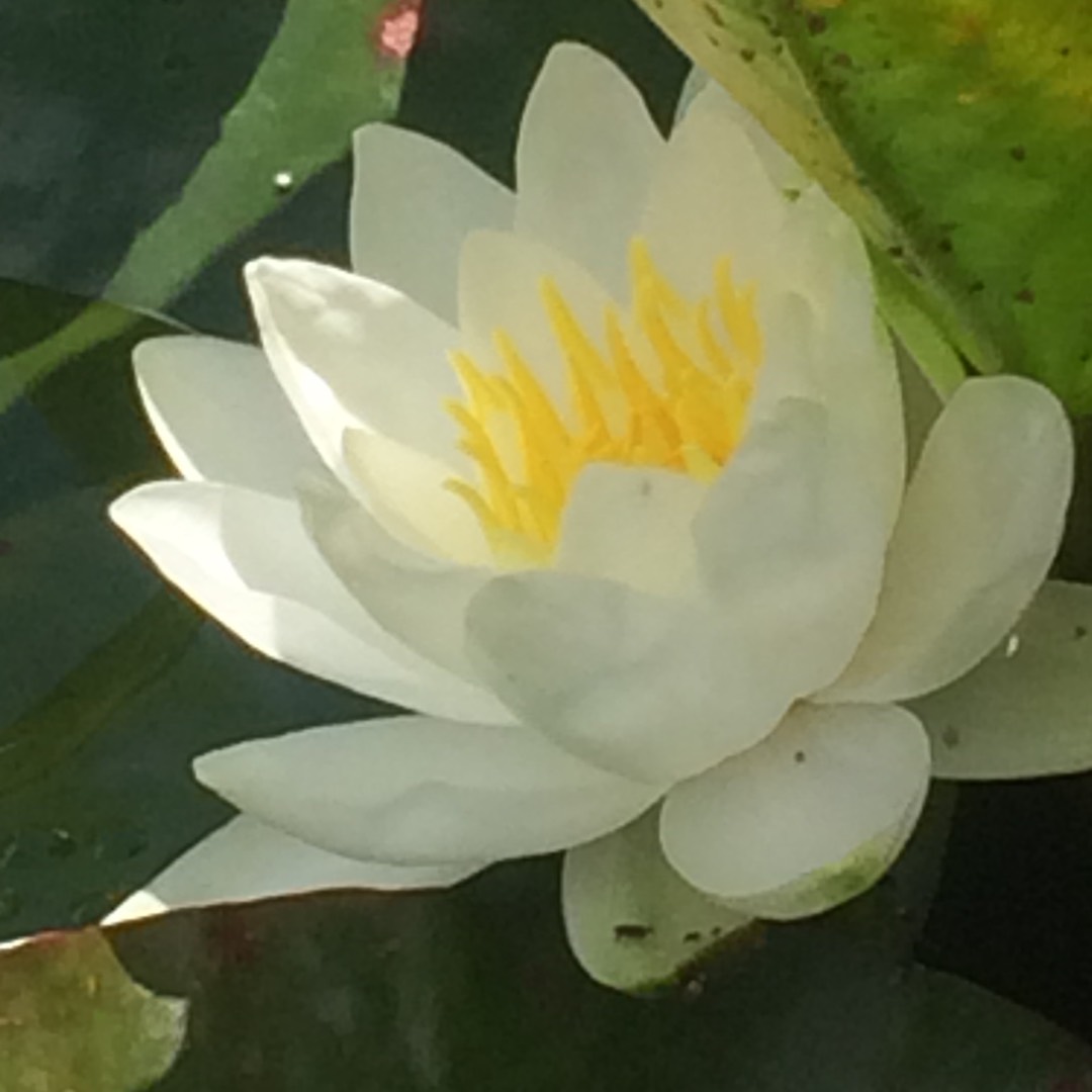 Nymphaea pygmaea Walter Pagels in the GardenTags plant encyclopedia Water Lily Walter Pagels in the GardenTags plant encyclopedia