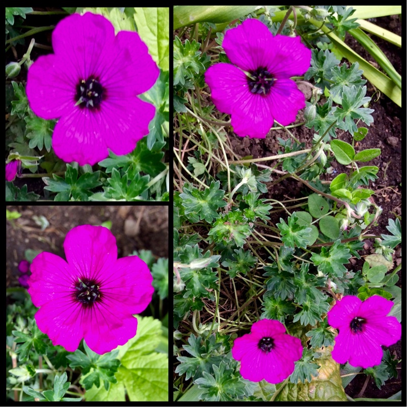 Geranium subcaulescens Giuseppii in the GardenTags plant encyclopedia Geranium Giuseppii in the GardenTags plant encyclopedia