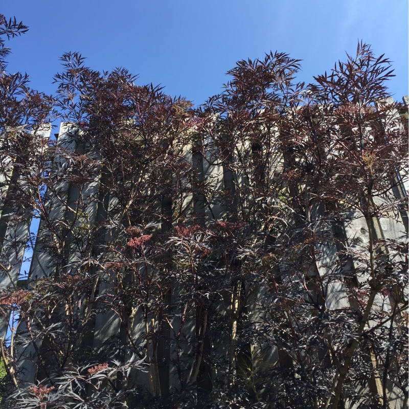 Acer Palmatum Nigrum in the GardenTags plant encyclopedia Black Japanese Maple in the GardenTags plant encyclopedia