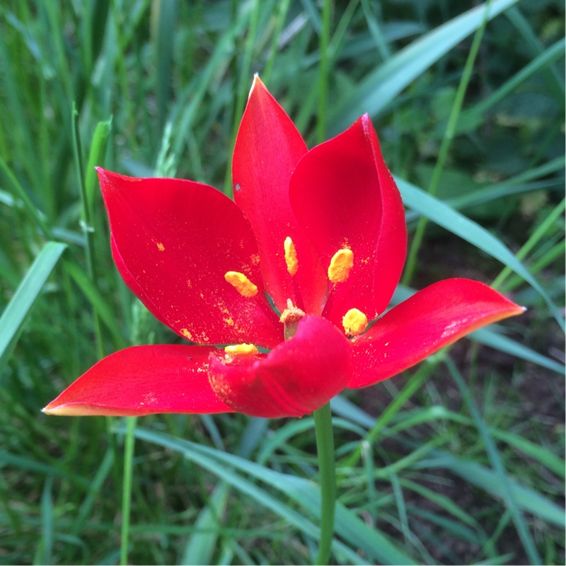 Tulipa sprengeri Trotters Form in the GardenTags plant encyclopedia Tulip (Species) Sprenger Tulip Trotters Form in the GardenTags plant encyclopedia