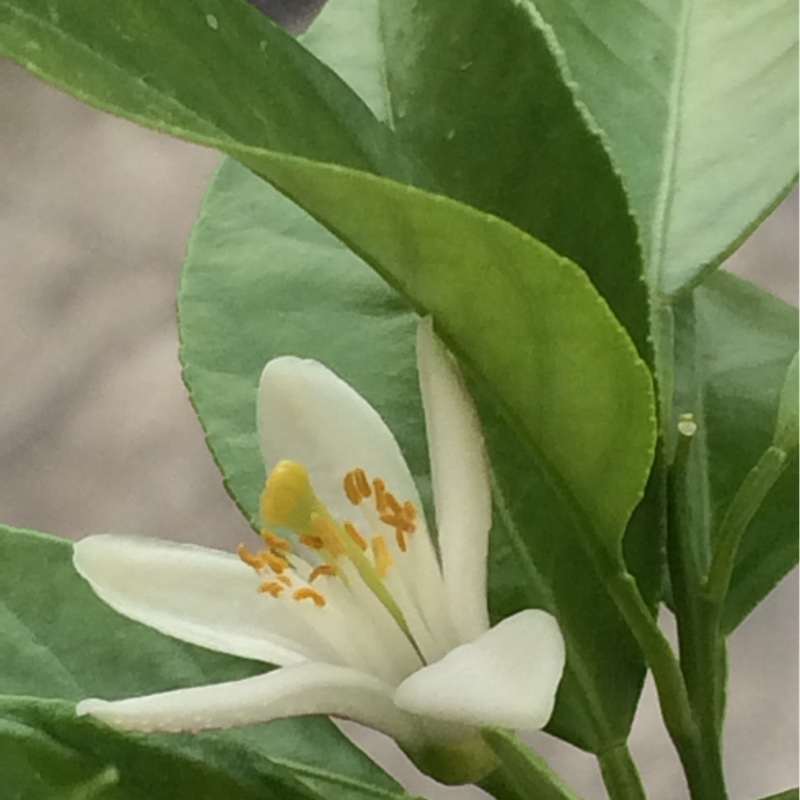 Citrus aurantifolia Red Lime in the GardenTags plant encyclopedia Citrus Tree Red Lime in the GardenTags plant encyclopedia