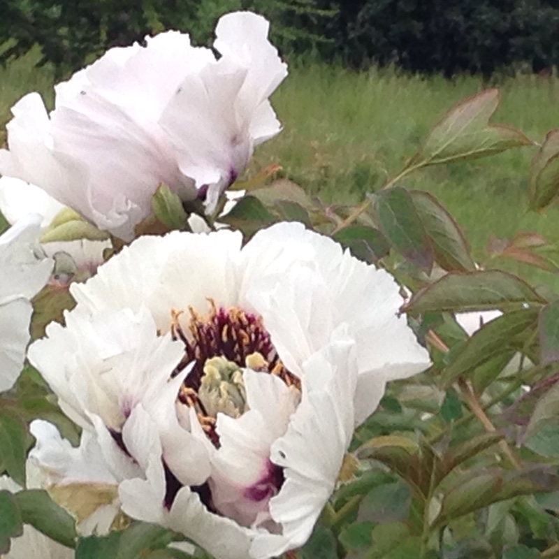 Paeonia rockii in the GardenTags plant encyclopedia Rocks Tree Peony in the GardenTags plant encyclopedia