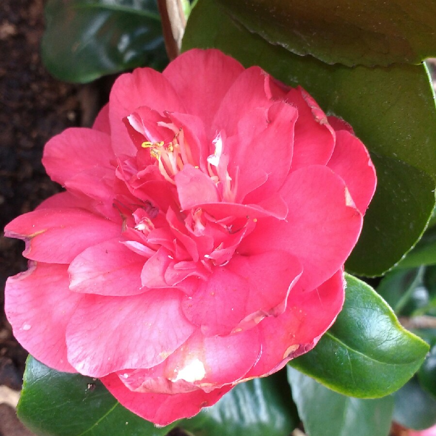 Camellia Lady Campbell in the GardenTags plant encyclopedia