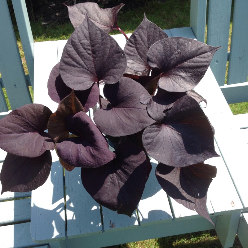 Sweet Potato Black Tone in the GardenTags plant encyclopedia