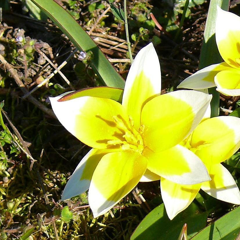 Tulipa tarda in the GardenTags plant encyclopedia Tulip (Species) Tarda Tulip in the GardenTags plant encyclopedia