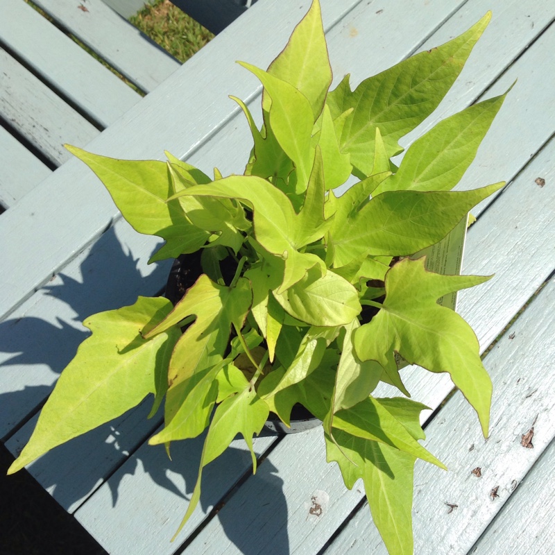 Ipomoea Batatas Sweet Caroline Green in the GardenTags plant encyclopedia Sweet Potato Vine Sweet Caroline Green in the GardenTags plant encyclopedia