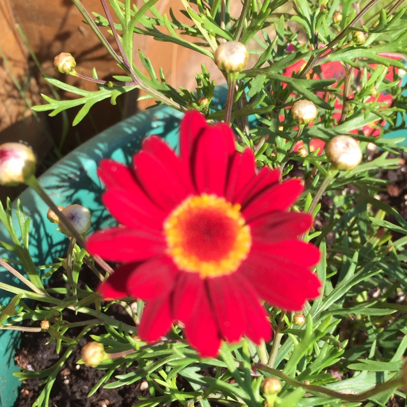 Argyranthemum frutescens Madeira Red in the GardenTags plant encyclopedia Marguerite Madeira Red in the GardenTags plant encyclopedia