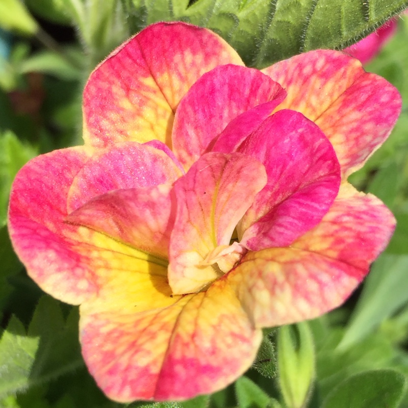 Calibrachoa Chameleon Pink Passion in the GardenTags plant encyclopedia Million Bells Chameleon Pink Passion in the GardenTags plant encyclopedia