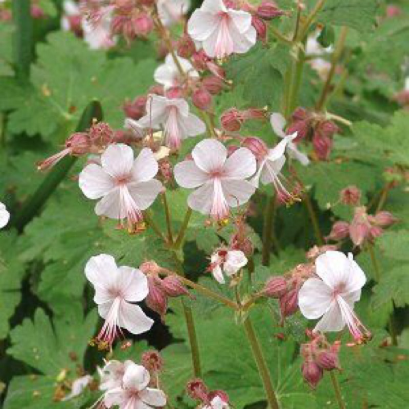 Geranium macrorrhizum Album in the GardenTags plant encyclopedia White Bigroot Cranesbill in the GardenTags plant encyclopedia