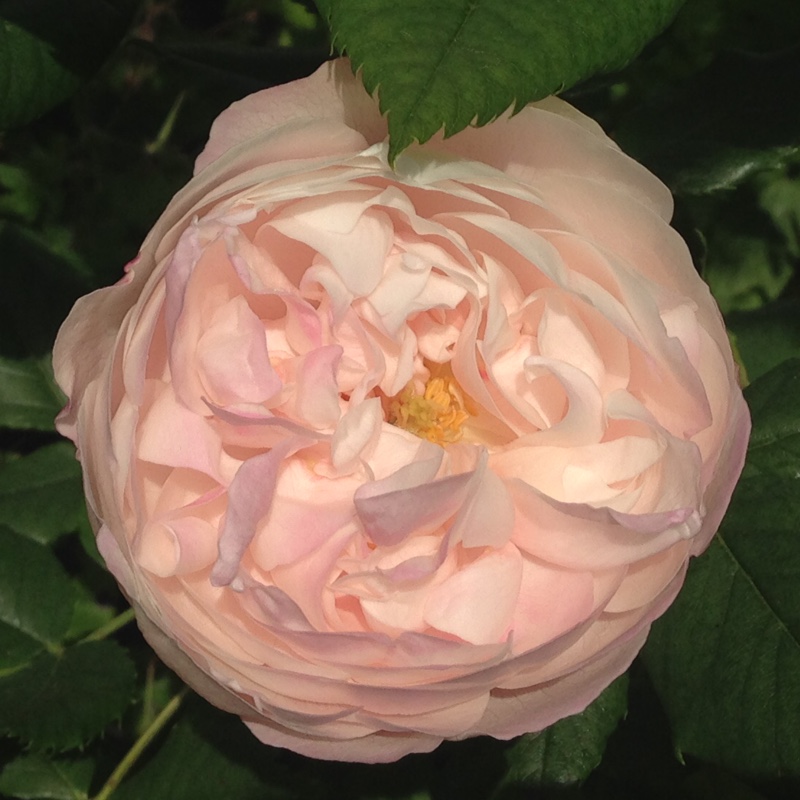 Rosa Mousseline syn. Alfred de Dalmas in the GardenTags plant encyclopedia Rose Mousseline in the GardenTags plant encyclopedia