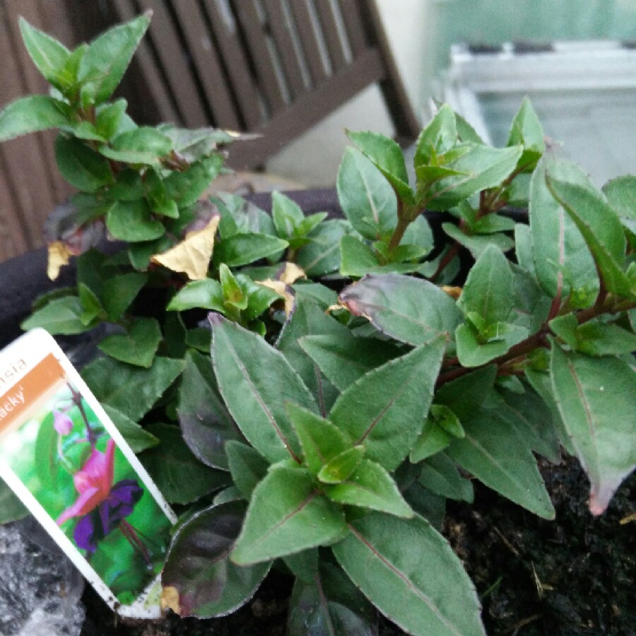 Fuchsia Blacky in the GardenTags plant encyclopedia Fuchsia Roesse Blacky in the GardenTags plant encyclopedia