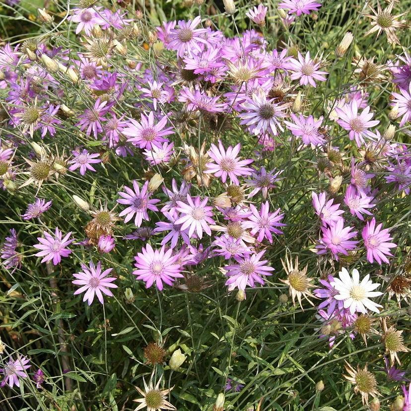 Xeranthemum annuum in the GardenTags plant encyclopedia Immortelle in the GardenTags plant encyclopedia