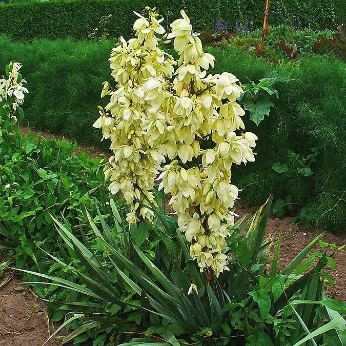 Adams needle in the GardenTags plant encyclopedia