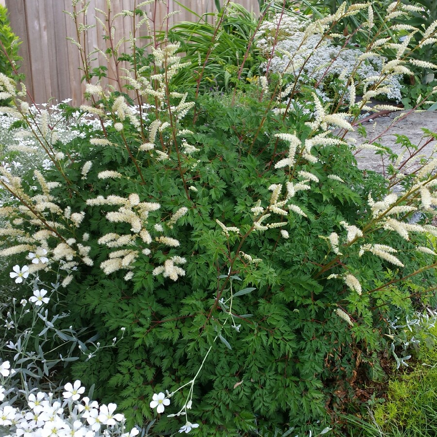Aruncus aethusifolius syn. Aruncus dioicus var. aethusifolius in the GardenTags plant encyclopedia Dwarf Goats beard in the GardenTags plant encyclopedia