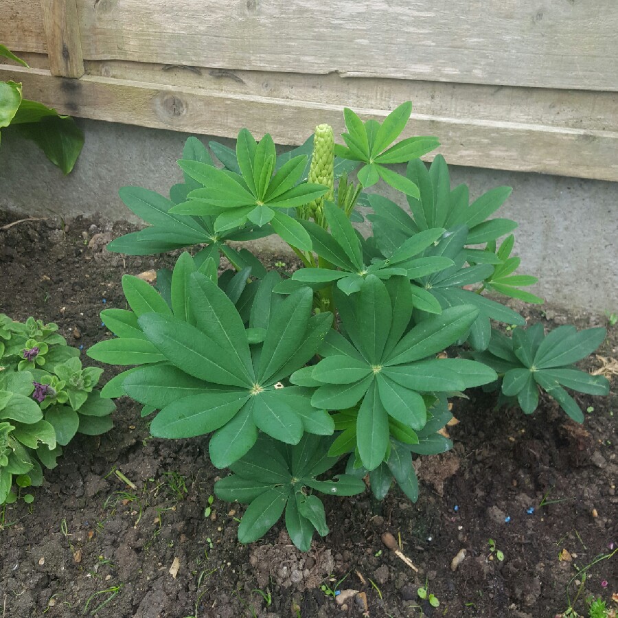 Lupinus Gladiator in the GardenTags plant encyclopedia Lupin Gladiator in the GardenTags plant encyclopedia