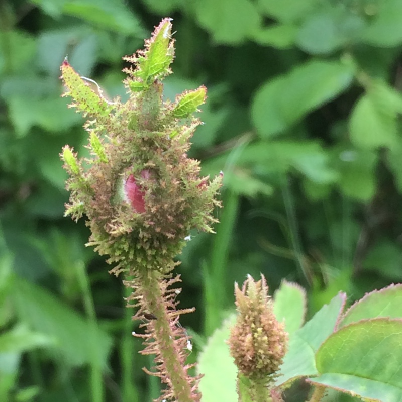 Rosa x centifolia f. muscosa in the GardenTags plant encyclopedia Old Moss Rose in the GardenTags plant encyclopedia