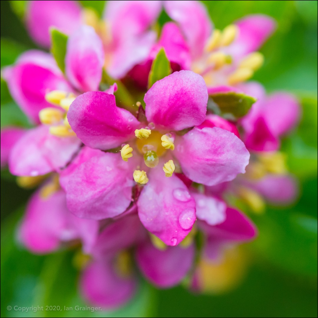 Escallonia in the GardenTags plant encyclopedia