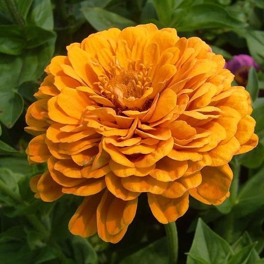 Zinnia Orange King in the GardenTags plant encyclopedia