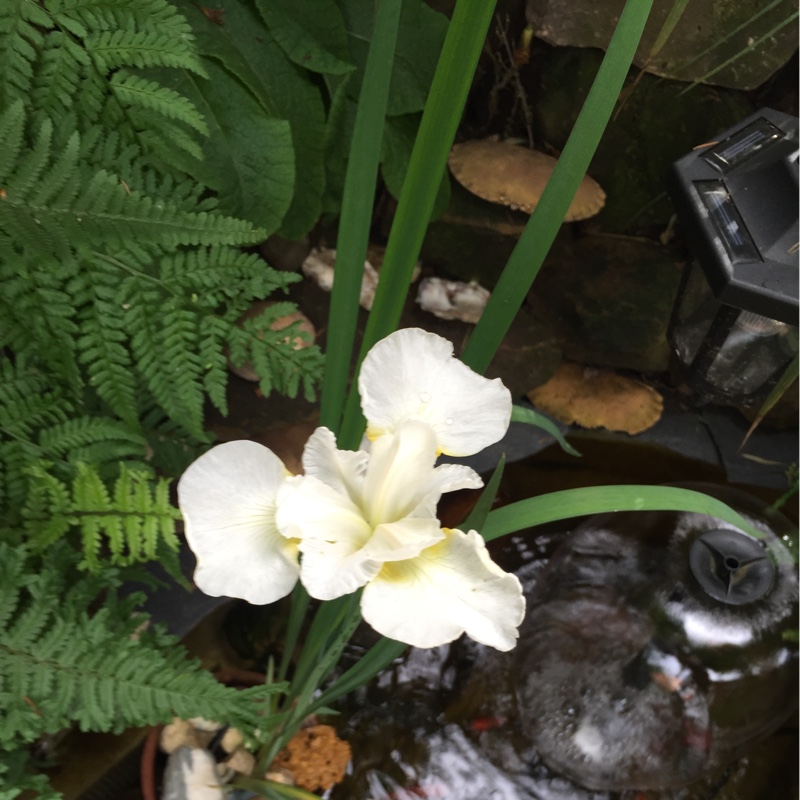 Iris x germanica Lemon Drop in the GardenTags plant encyclopedia Bearded Iris Lemon Drop (Miniature Dwarf) in the GardenTags plant encyclopedia