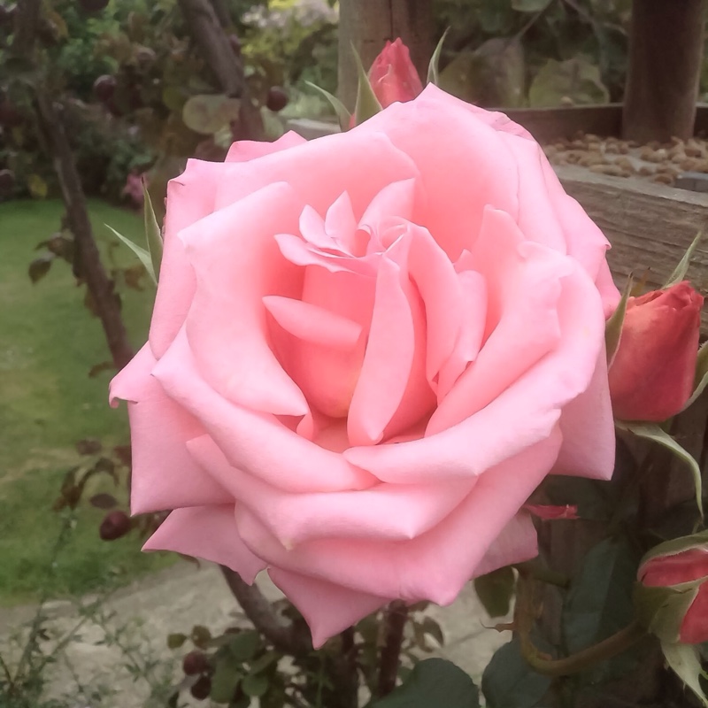 Rosa Kormeita syn. Rosa Agatha Christie, Rosa Ramira in the GardenTags plant encyclopedia Rose Agatha Christie (Climbing) in the GardenTags plant encyclopedia