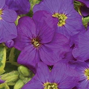 Aubrieta Westacre Gold in the GardenTags plant encyclopedia Rock Cross Westacre Gold in the GardenTags plant encyclopedia
