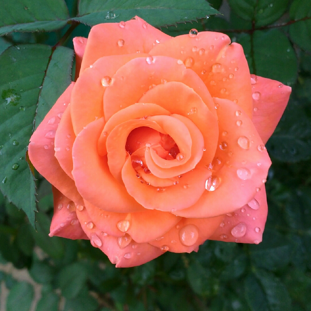 Rose Indian Summer in the GardenTags plant encyclopedia