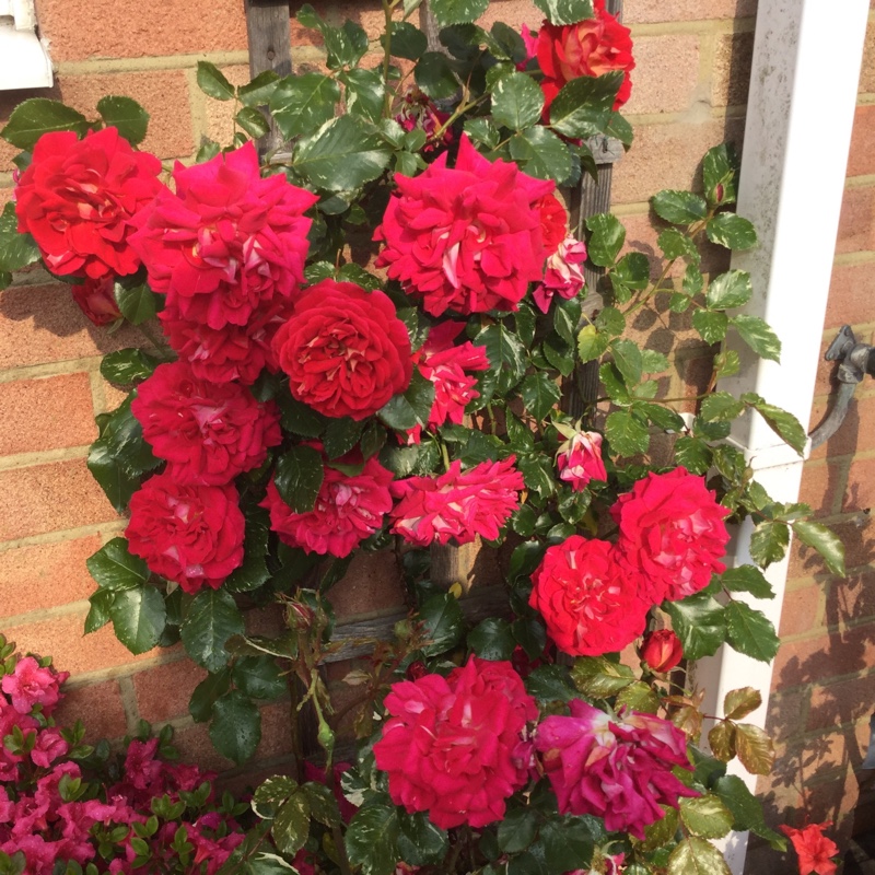 Rosa Best Wishes in the GardenTags plant encyclopedia Rose Best Wishes in the GardenTags plant encyclopedia